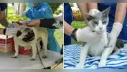 Miraflores ofrece campaña veterinaria a bajos costos este 28 de mayo: ¿qué servicios habrá?