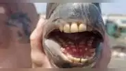 Descubre al pez con "dientes humanos" que causa revuelo en las redes