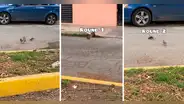 Rata y paloma se enfrentan en una 'batalla Pokémon' y asombran a miles: "Rattata vs. Pidgey"