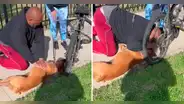 Hombre le salva la vida a un perro haciéndole una maniobra de resucitación cardiopulmonar en EE. UU.