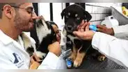 Así luce el primer hotel para perros y gatos abandonados en México