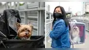 ATU: ¿cómo trasladar a mi mascota en el Metropolitano, corredores y tren eléctrico?