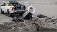 Lobos marinos y aves mueren en playas de Arequipa por gripe aviar