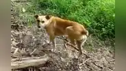 Héroe sin capa: perro murió tras salvar a su amo de una serpiente venenosa en Tarapoto