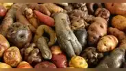 ¿Cuántos tipos de papa existen en Perú y por qué es uno de los ingredientes más importantes de nuestra gastronomía?