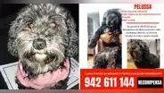 La Victoria: familia busca a Pelussa, perrita de 11 años que está perdida hace 3 días
