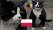 Gacek: el gato que se convirtió en la atracción turística más popular de Polonia, según Google Maps