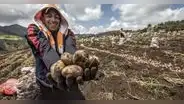Perú se mantiene como primer productor de papa en América Latina: ¿qué puesto ocupa a nivel mundial?