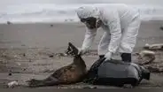 Tacna registra gran cantidad de especies muertas por gripe aviar