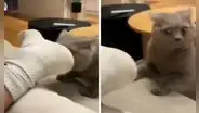 Gato huele los pies de su dueño y su reacción se hace viral: “Adicción a las patas”