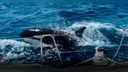 Esta es Gladys, la orca líder de una pandilla que ataca y hunde barcos en Gibraltar