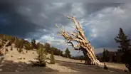 El misterioso árbol más antiguo del mundo y sus secretos para seguir vivo tras 4.600 años