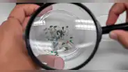 Detectan microplásticos en testículos y semen humano por primera vez