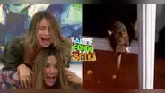 "Al fondo hay sitio": rata arruina galería de Macarena y el futuro de Alessia
