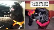 Pueblo Libre: buscan a perrita que se perdió en medio de asalto armado