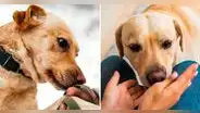 ¿Por qué tu perro te huele mucho?: no es por celos