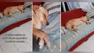 Perrita se hace la dormida para evitar trabajar como guardiana de casa: “Hasta mi hermano finge”