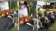 Perrito enternece al asistir al funeral de su amigo: "Amor incondicional"
