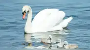 Detienen a 3 adolescentes por robar y comerse un cisne: pensaron que era un pato