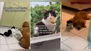 Perrito recuerda a su amigo gatuno con peluche que compró su familia: “Momentos que rompen el corazón”