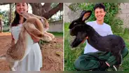 ¿Cuánto mide el Gigante de Flandes, el conejo más grande del mundo?