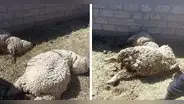 Madre denuncia el envenenamiento de sus ovejas en Puno