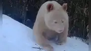 Cámaras graban por primera vez al único panda albino del mundo