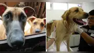 Top 5 de veterinarias solidarias de Lima para esterilizar o atender a tu mascota: ¿dónde se ubican?