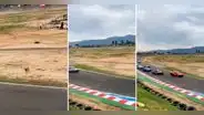 Perrito cruza en medio de una carrera de autos y es viral: "Nervios de acero"