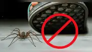 ¿Por qué razón no debes matar a las arañas que encuentras en tu casa?