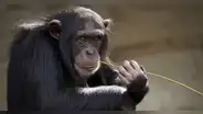 ¿Qué nos hace humanos? Estudio del ADN de 233 primates halla respuestas