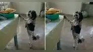 Perrito sonríe tras ser descubierto a punto de comerse un pollo: “Solo lo está cuidando”