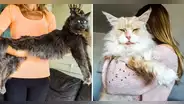 ¿Cómo es el Maine Coon, la raza de gato más grande del mundo?