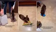 Perrito salchicha se emociona tras recibir su regalo de cumpleaños y enternece en redes: “Qué lindo”