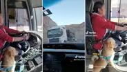 “Siempre atento, Firulais”: mujer sorprende al conducir en compañía de su mascota en Puno