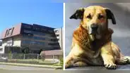 Polémica en Chile porque un perro recibió radioterapia en hospital público