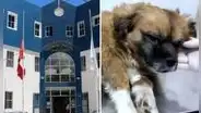 Condenan a 1 año y 8 meses a mujer que acuchilló y mató a un perro en Ayacucho