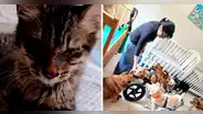 Chorrillos: albergue necesita ayuda para alimentar a gatos abandonados y más de 20 perros inválidos
