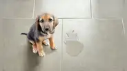 ¿Qué significado tiene que un perro te orine en la pierna?