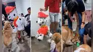 Perrito golden y sus amigos rompen la piñata de Paw Patrol y emocionan en redes: “Qué hermosos”