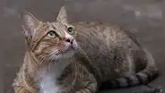 Conoce las razones por las que tu gato se escapa de casa
