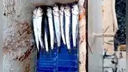 Advierten de alta presencia de juveniles en la pesca exploratoria autorizada por Produce