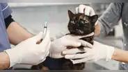 Nuevo método de esterilización de gatas: una inyección anticonceptiva que dura 2 años