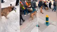 Perrito acompaña cortejo fúnebre con un ramo de flores en el hocico para dar el último adiós a su dueño