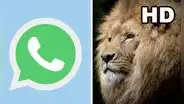 WhatsApp ya permite enviar fotos en HD: conoce cómo funciona la herramienta