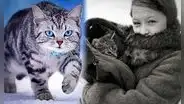 La historia de Vaska, el gato que cazaba para alimentar a sus dueñas en plena invasión nazi