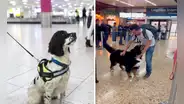 ¿Sabías que las mascotas pueden entrar al aeropuerto Jorge Chávez? Conoce cuáles son los requisitos