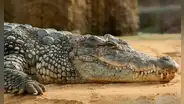 Una cocodrilo hembra quedó embarazada sin necesidad de macho: el primer caso en el mundo