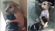 Dos cachorros asustados no dejan de abrazarse tras ser rescatados