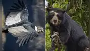 20 animales en peligro de extinción en Perú que buscan ser protegidos